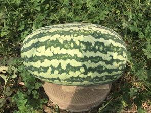 寿光网红大瓜,一场网络舆论的风暴